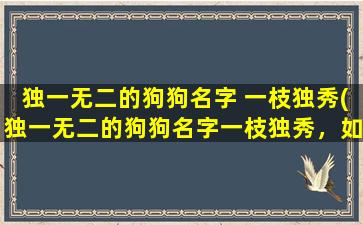 独一无二的狗狗名字 一枝独秀(独一无二的狗狗名字一枝独秀，如何给它取名？)